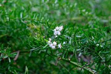 Flowers of asparagus plant (Asparagus oficinalis).
