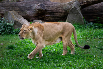 wild lioness walks on the green grass in the park in nature