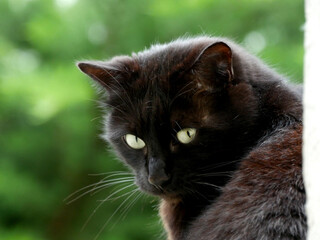ma chatte noire