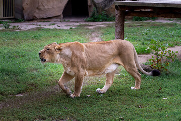 wild lioness walks on the green grass in the park in nature