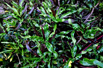 Simple background of leaves of euphorbia croton plant.