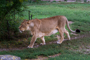 wild lioness walks on the green grass in the park in nature