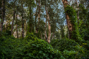 trees in the forest