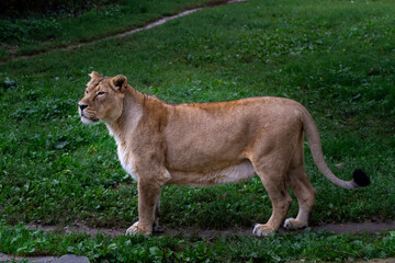 wild lioness walks on the green grass in the park in nature