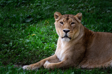 Naklejka na ściany i meble wild lioness on the green grass in the park in nature