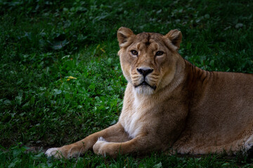 Fototapeta na wymiar wild lioness on the green grass in the park in nature