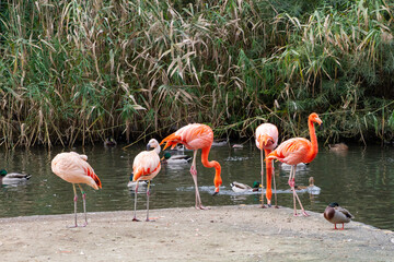 group of pink flamingos by the lake in nature in the park
