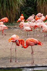 group of pink flamingos by the lake in nature in the park
