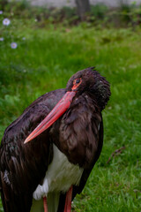 orange black billed stork