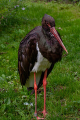 orange black billed stork