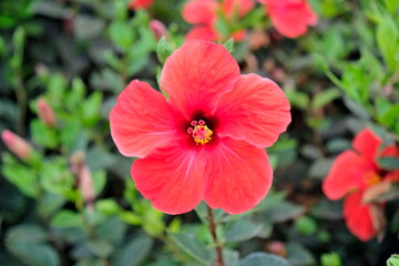 Single bold bright red hibiscus flower with five petals, centered.