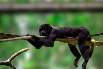 Monkey. City of São Paulo - Brazil