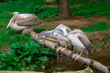 Obraz premium wild pelican on a fallen tree in a park over a flowing river. The pelican has white feathers and an orange beak