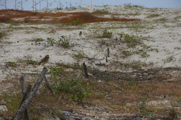 Owl on the beach