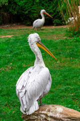 
wild pelican on a fallen tree in a park over a flowing river. The pelican has white feathers and an orange beak