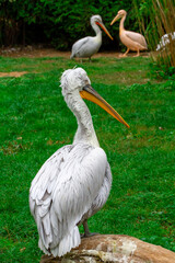 
wild pelican on a fallen tree in a park over a flowing river. The pelican has white feathers and an orange beak
