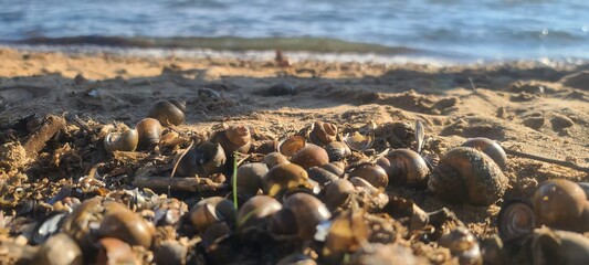 pile of empty seashells on sandy front with lake in Minnesota