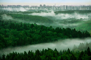 Pine forest in the fog under cloudy sky, city at the background