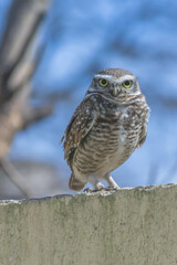 great horned owl in flight