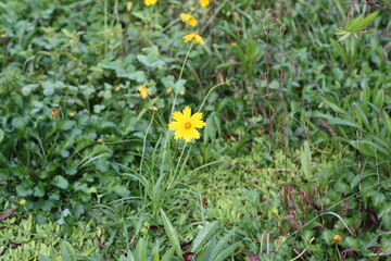 Flowers blooming on the street