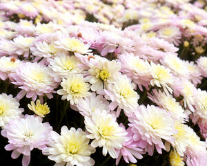 A field of white, purple and yellow mums blooming in the early fall
