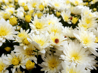A field of white and yellow mums blooming in the early fall
