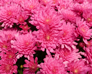 A field of pink mums blooming in early fall
