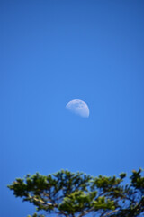 朝の月と木と青空