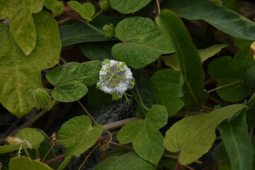 Flower on the beach