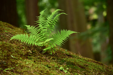苔の斜面に生えるシダ