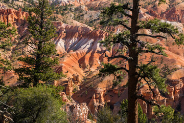 Hoodoos of Fairyland Framed By Ponderosa Pine Trees, Bryce Canyon National Park, Utah, USA