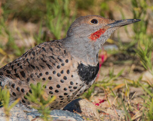 northern flicker on the ground