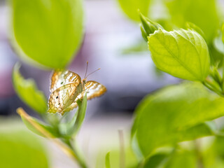 Anartia butterfly viewed from a low side angle.