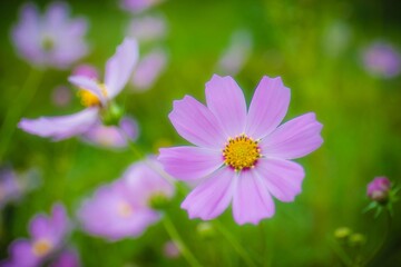 Fototapeta premium コスモス