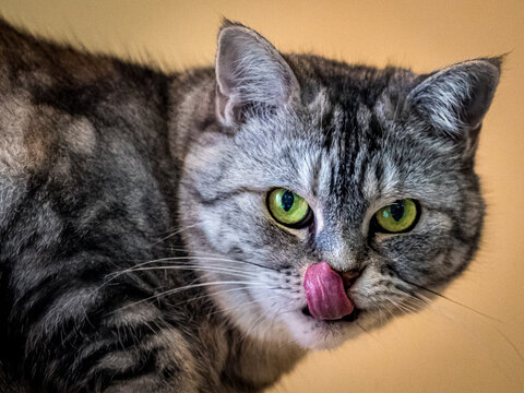 Schmusekatze Mia schleckt mit der Zunge