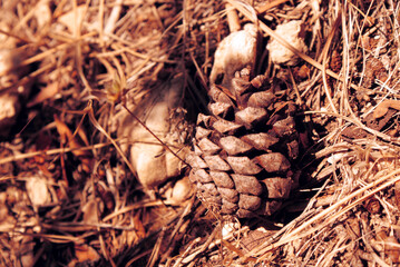Pinecone on leafy ground