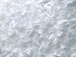 feather background