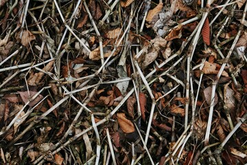 枯れた植物が蓄積した冬の地面