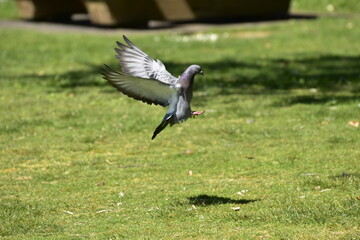 Obraz na płótnie Canvas pigeon in flight