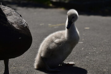 baby swan © Khanh