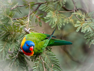  Lorikeet Alert