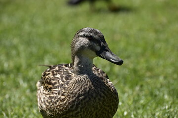 duck on the grass