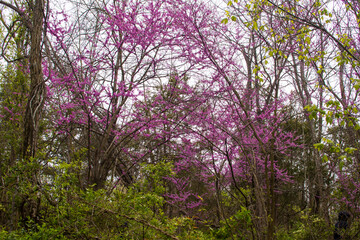 In the woods with trees, purple, green, branches.
