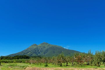 Obraz premium 【青森県弘前市りんご】岩木山麓津軽の秋、りんご園は収穫中