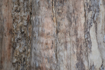 Nature, Texture of bark