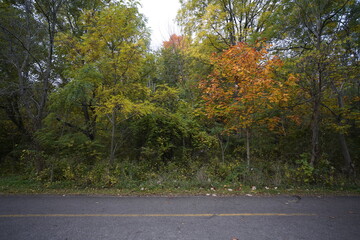 Beautiful Scenic Autumn Nature Landscape with fall colors and orange leaves on trees making for beautiful views 