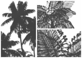 Palm shadows set