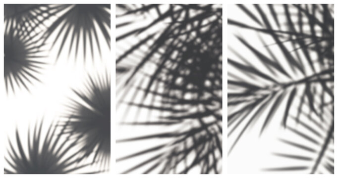 Palm leafes shadows Set