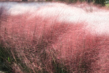 핑크 뮬리 그라스가 보이는 아름다운 가을 풍경