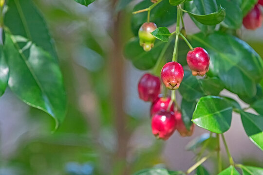 lily pilli fruit.